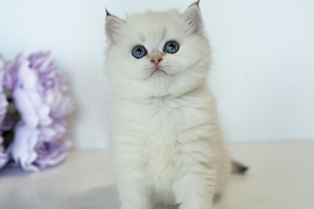 British Shorthair Taya photo 13