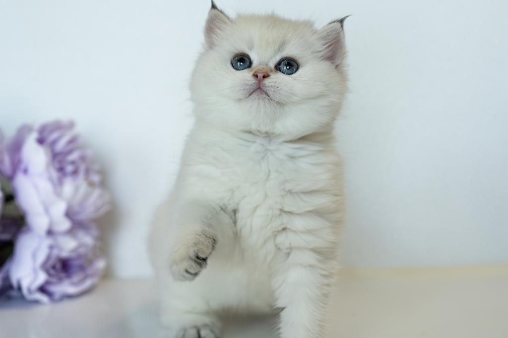 British Shorthair Taya photo 14