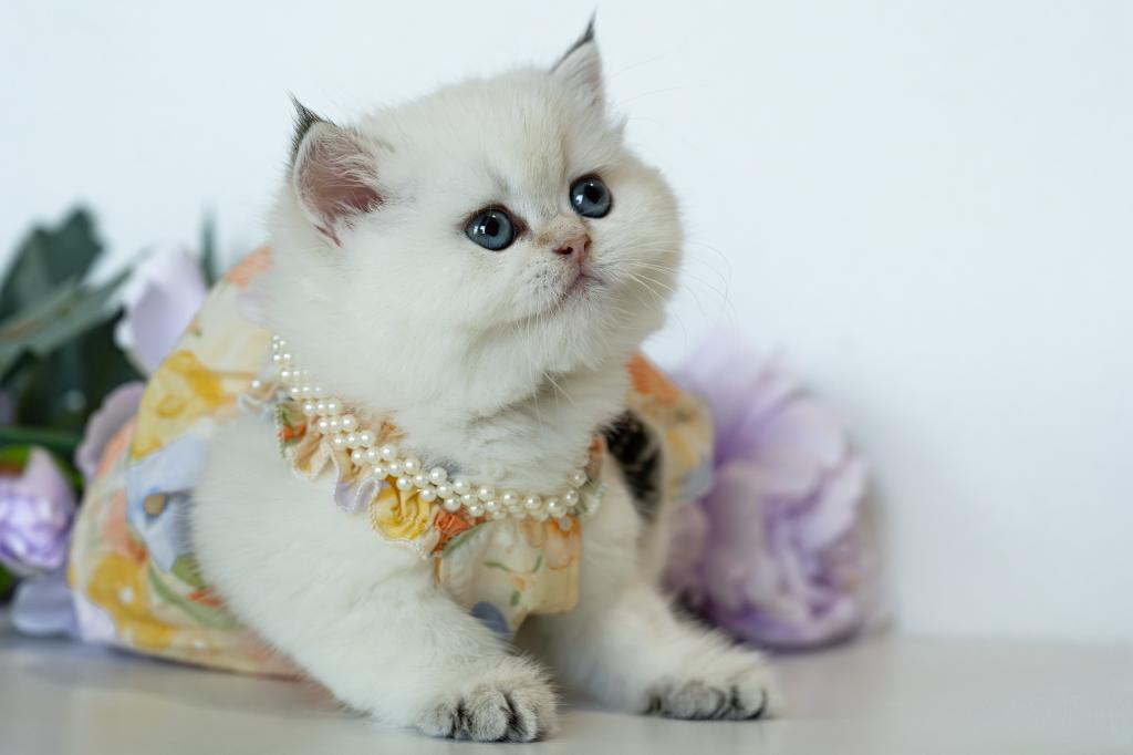 British Shorthair Taya photo 12