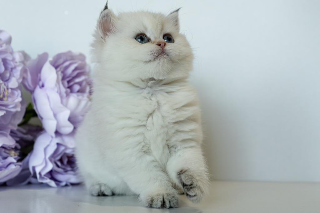 British Shorthair Taya photo 18