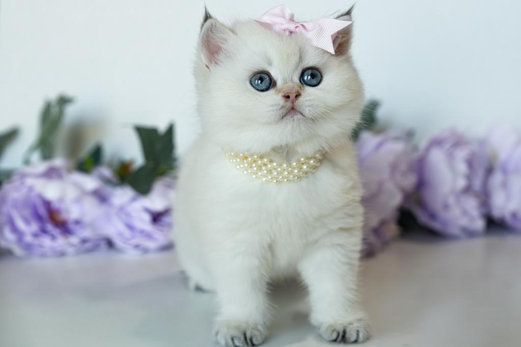 British Shorthair Taya photo 3