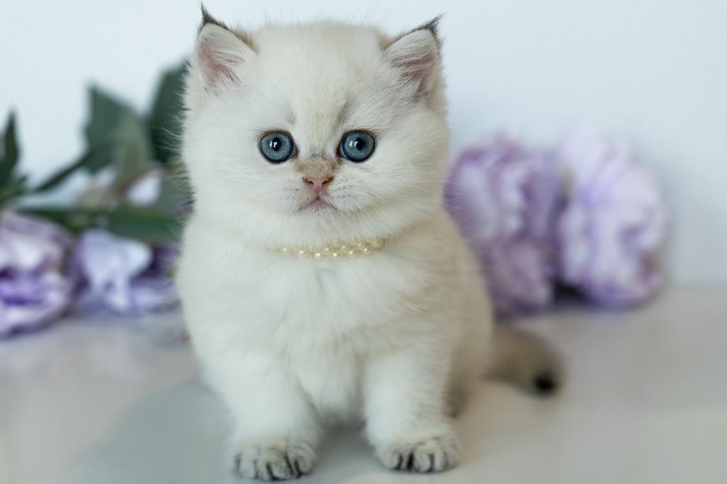 British Shorthair Taya photo 10