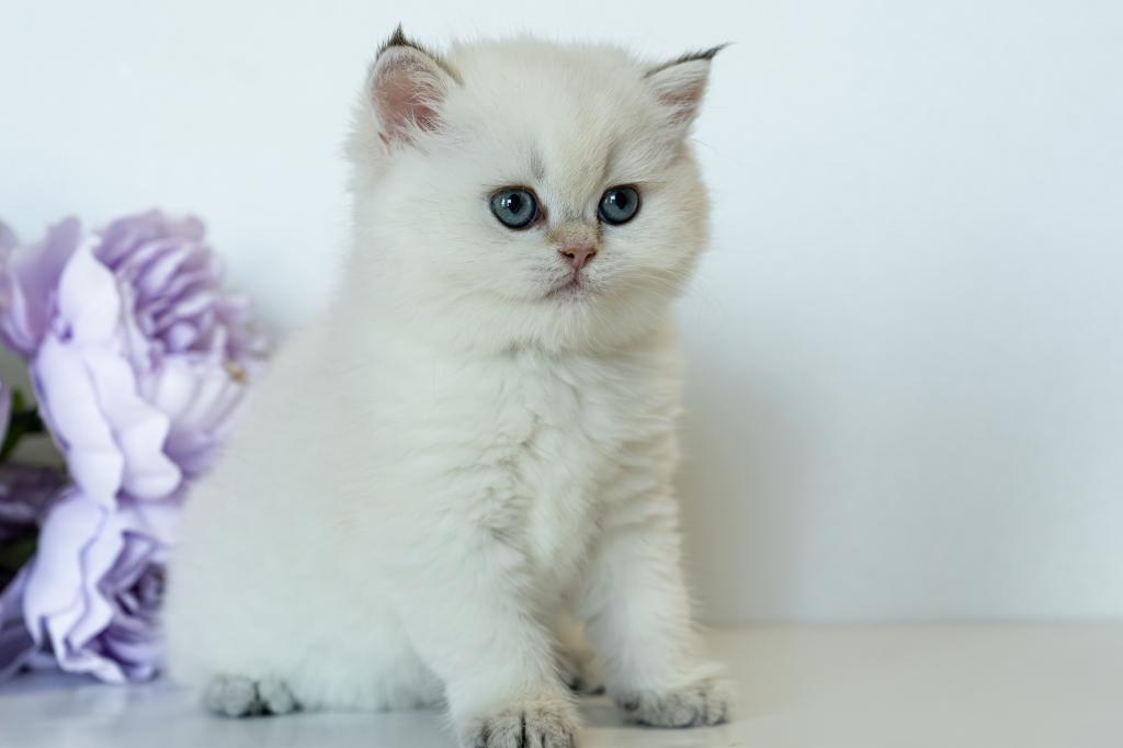 British Shorthair Taya photo 17