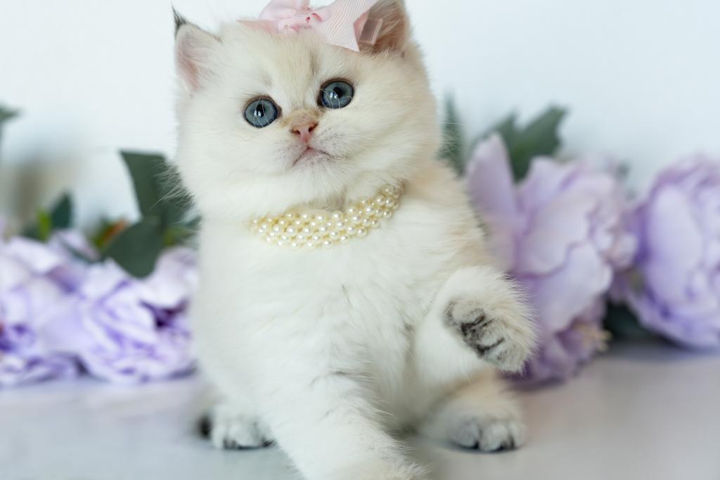 British Shorthair Taya photo 6