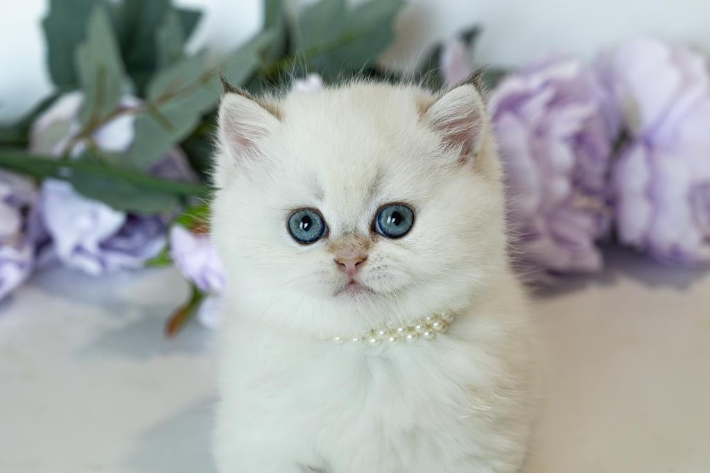 British Shorthair Taya photo 8