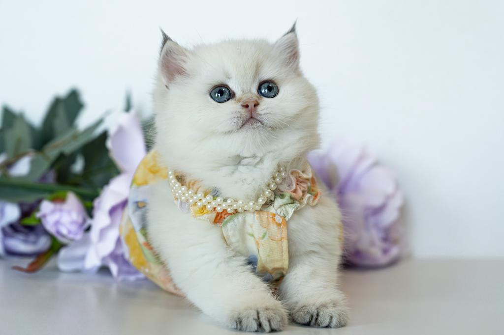 British Shorthair Taya photo 11