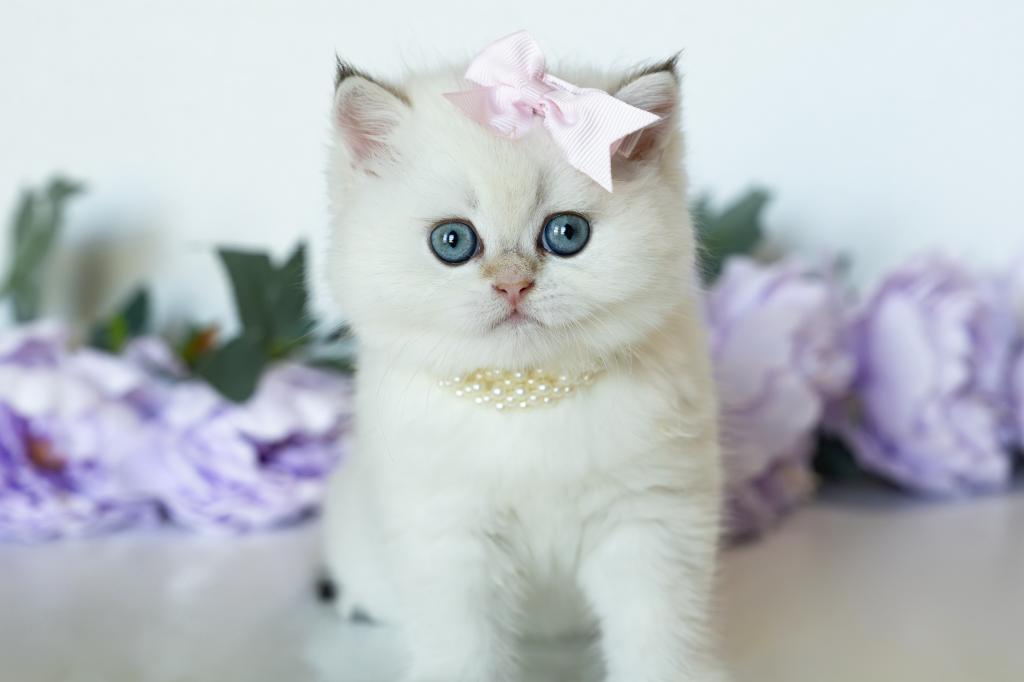 British Shorthair Taya photo 4
