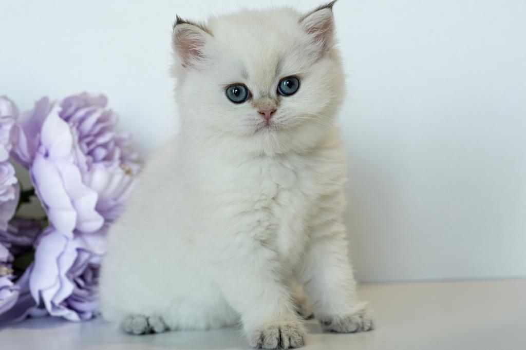 British Shorthair Taya photo 19