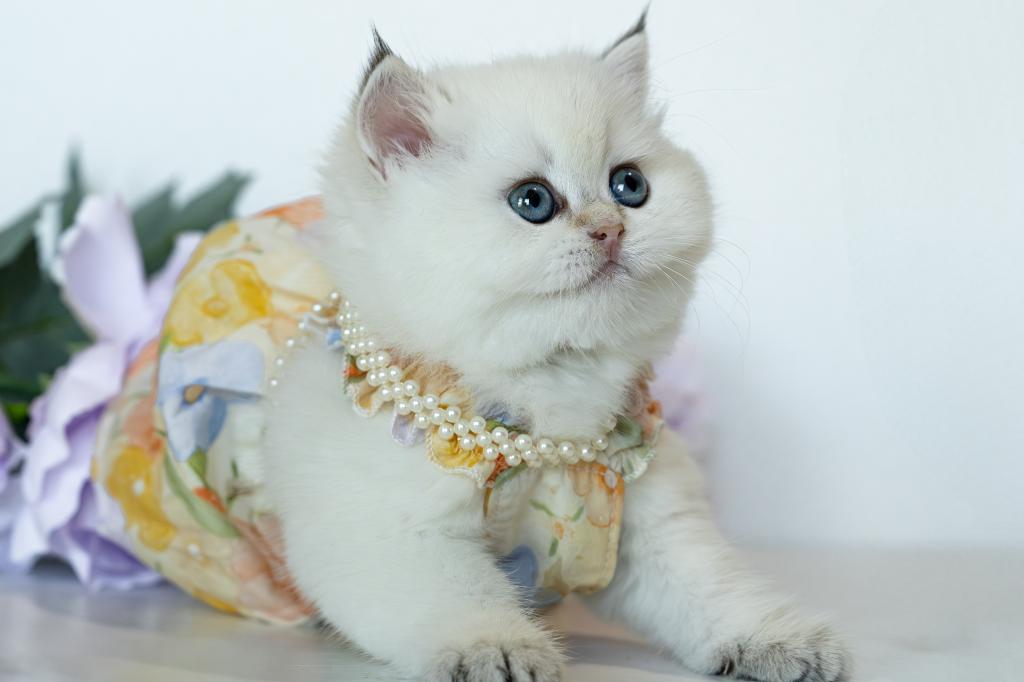 British Shorthair Taya photo 1