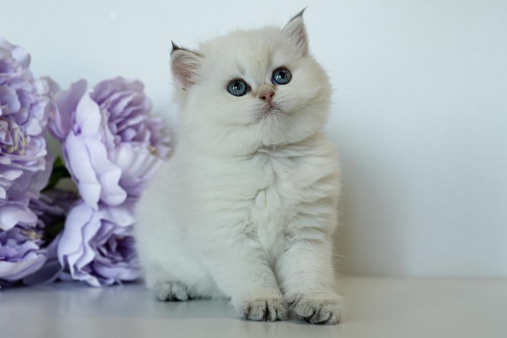 British Shorthair Taya photo 16