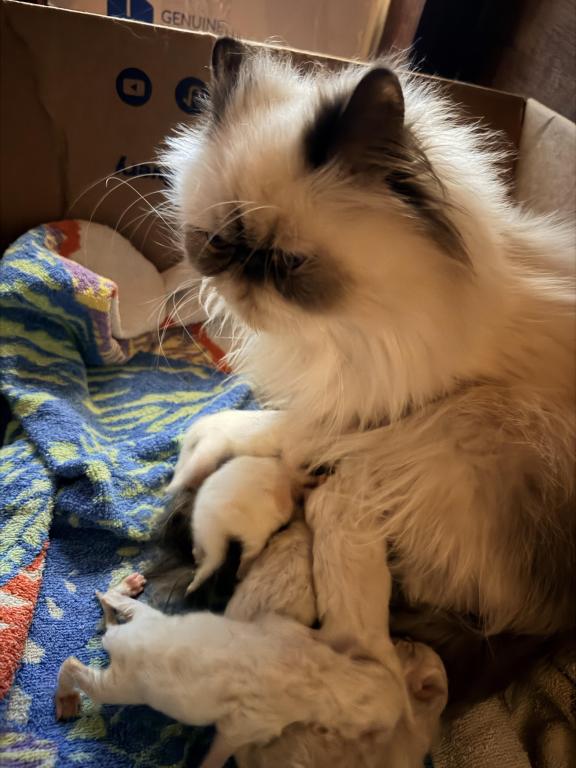 Christmas Himalayans photo 1