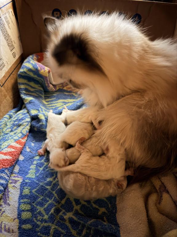 Christmas Himalayans photo 2