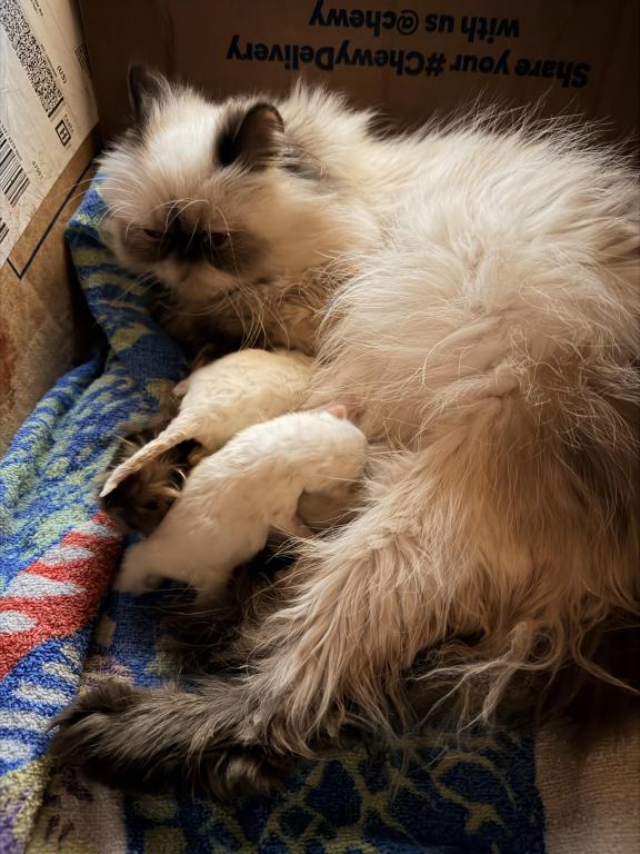 Christmas Himalayans photo 3