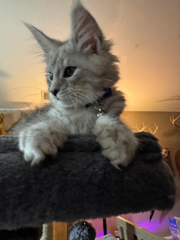 Apollo photo 2