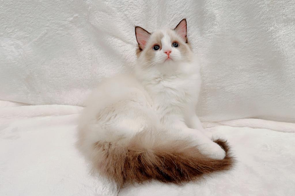 Lyra photo 1