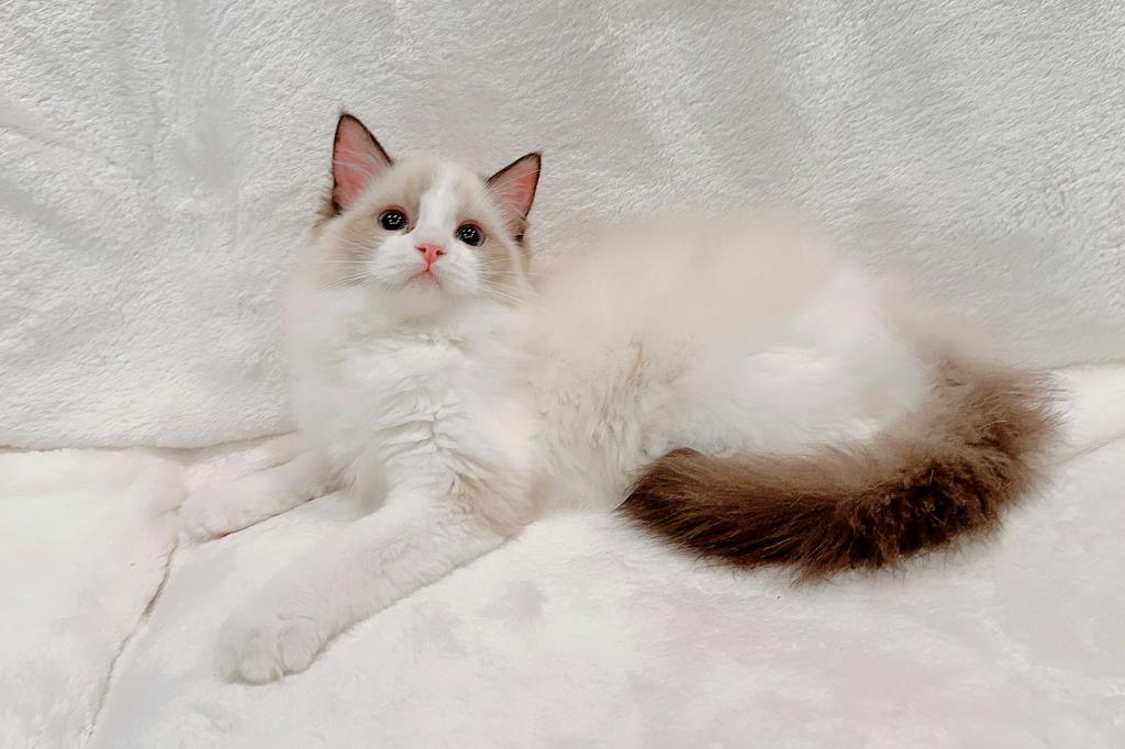 Lyra photo 4