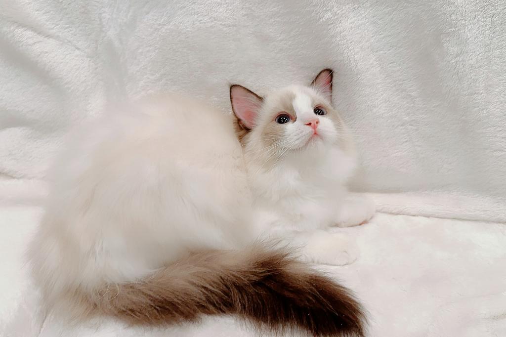 Lyra photo 3