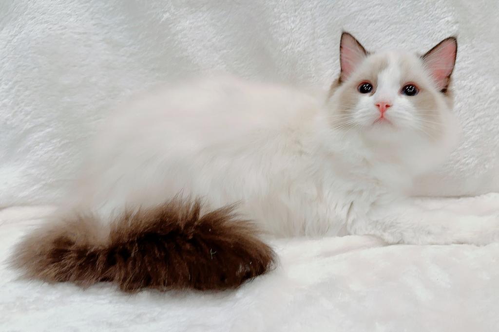 Lyra photo 2