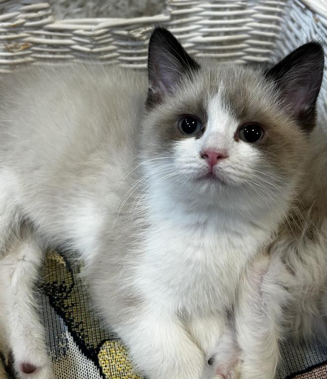 Persian Ragdolls photo 5