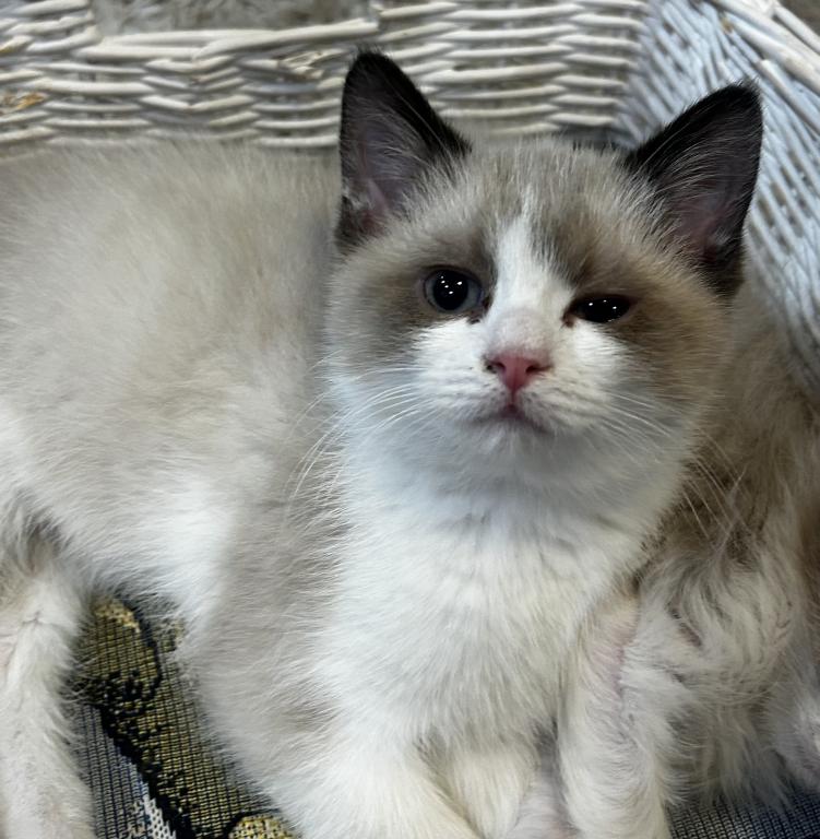 Persian Ragdolls photo 4