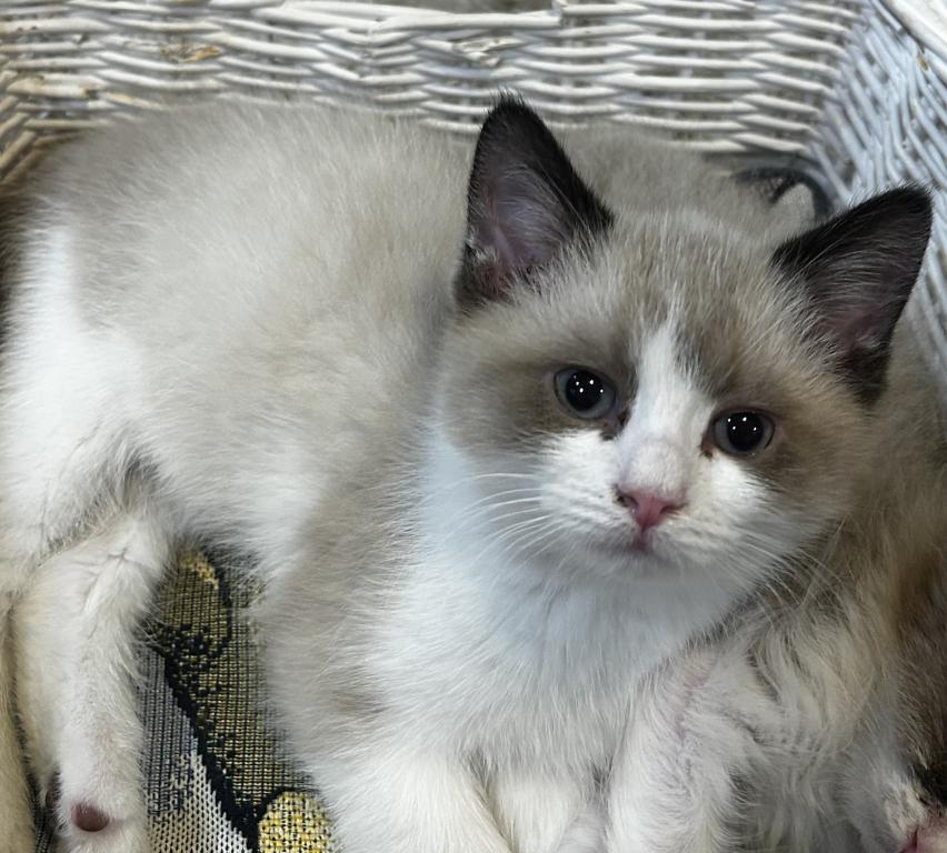 Persian Ragdolls photo 6