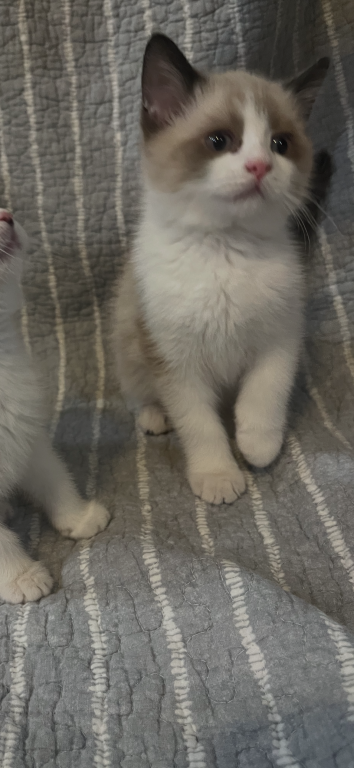 Persian Ragdolls photo 8