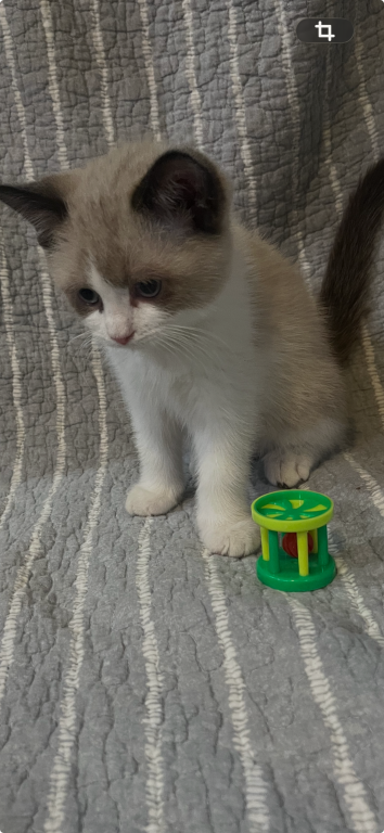 Persian Ragdolls photo 9
