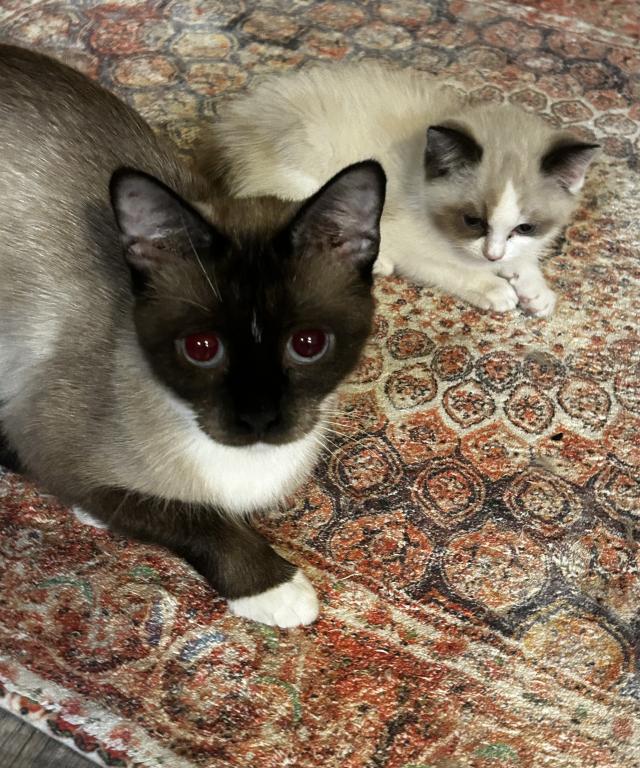 Persian Ragdolls photo 3