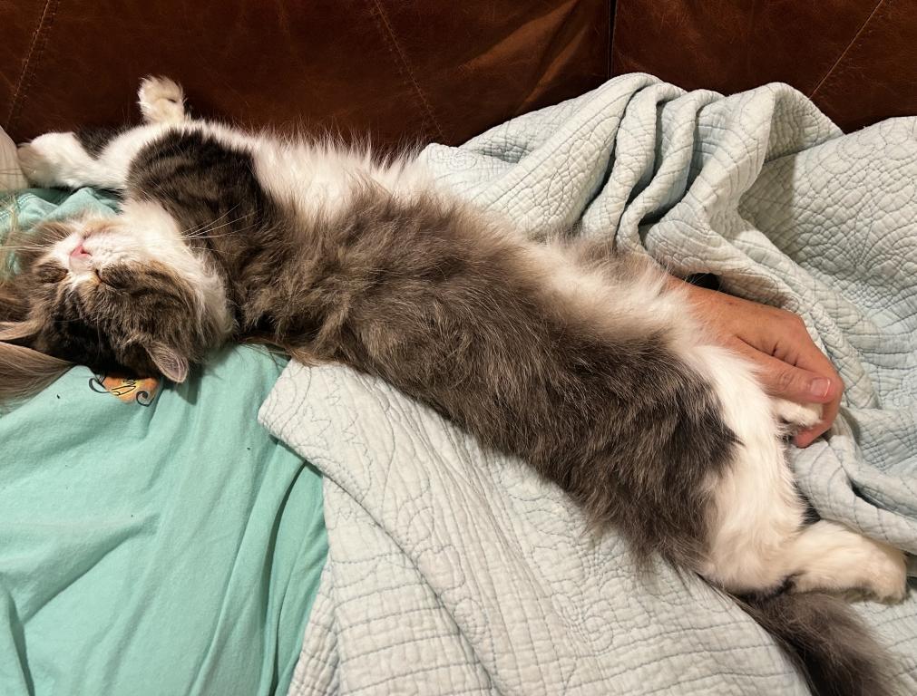 Persian Ragdolls photo 2