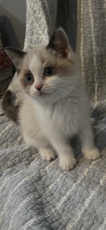 Persian Ragdolls photo 10