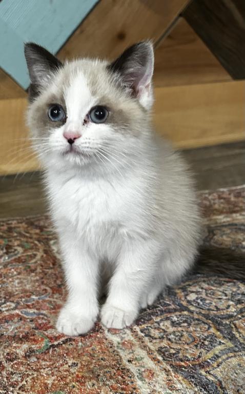 Persian Ragdolls photo 7