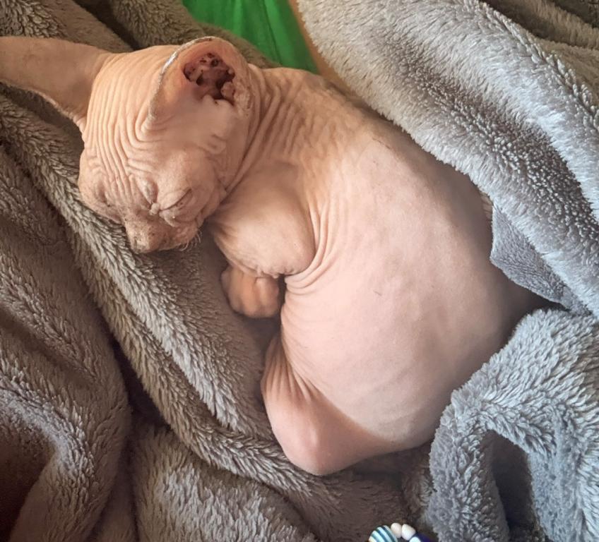 Sphynx photo 1