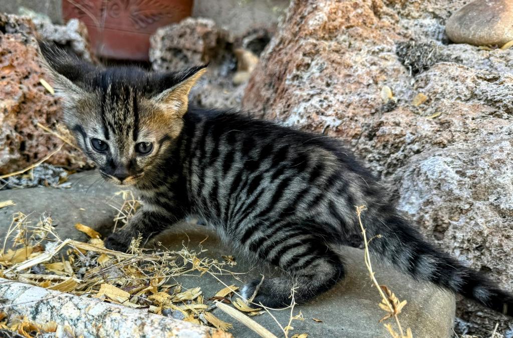 HP F1 Savannah Male  Mudu photo 7