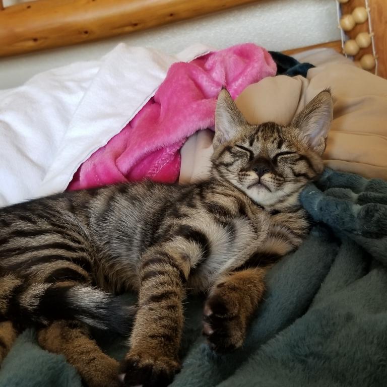 HP F1 Savannah Male  Mudu photo 2