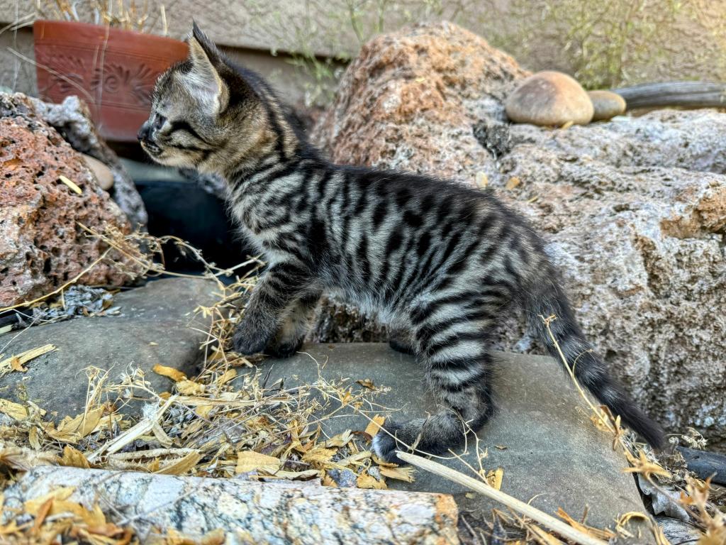 HP F1 Savannah Male  Mudu photo 6
