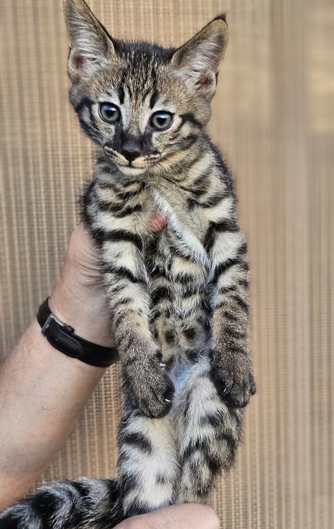 HP F1 Savannah Male  Mudu photo 3