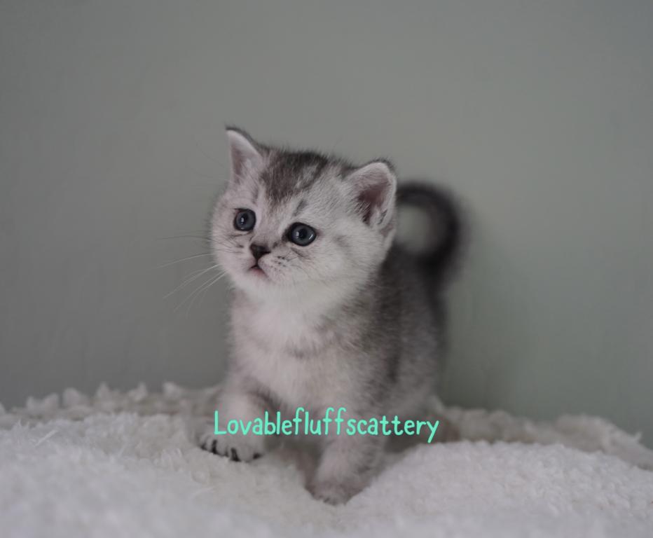 Mochi photo 4