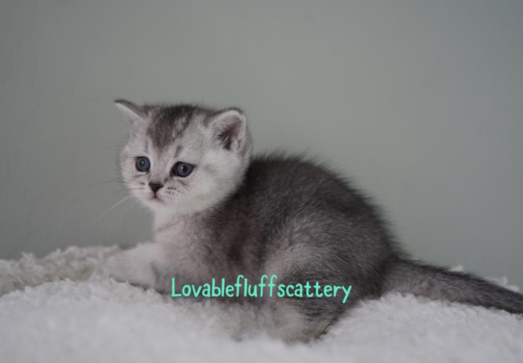 Mochi photo 3