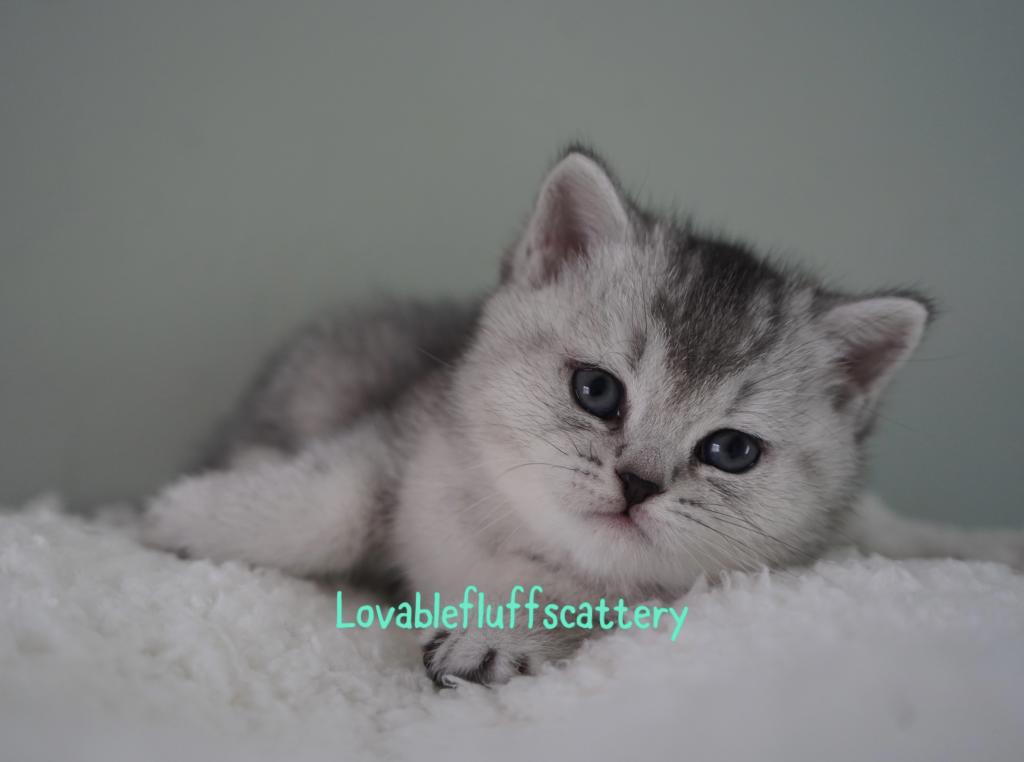 Mochi photo 1