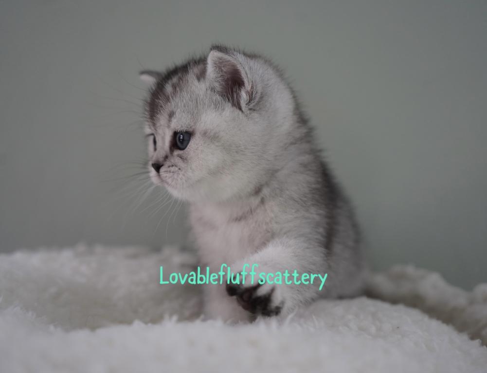 Mochi photo 2