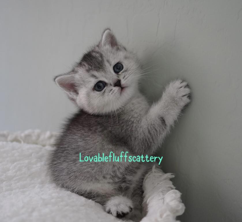 Mochi photo 5