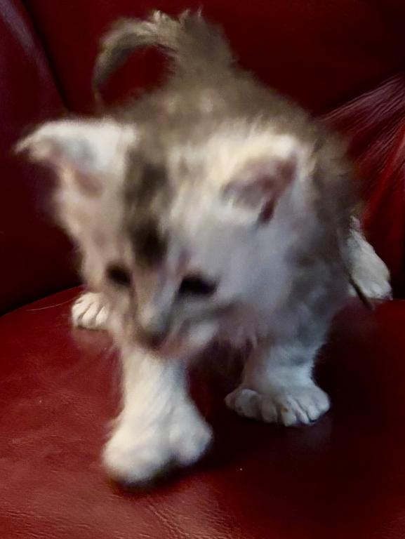 Maine Coon Kittens photo 5