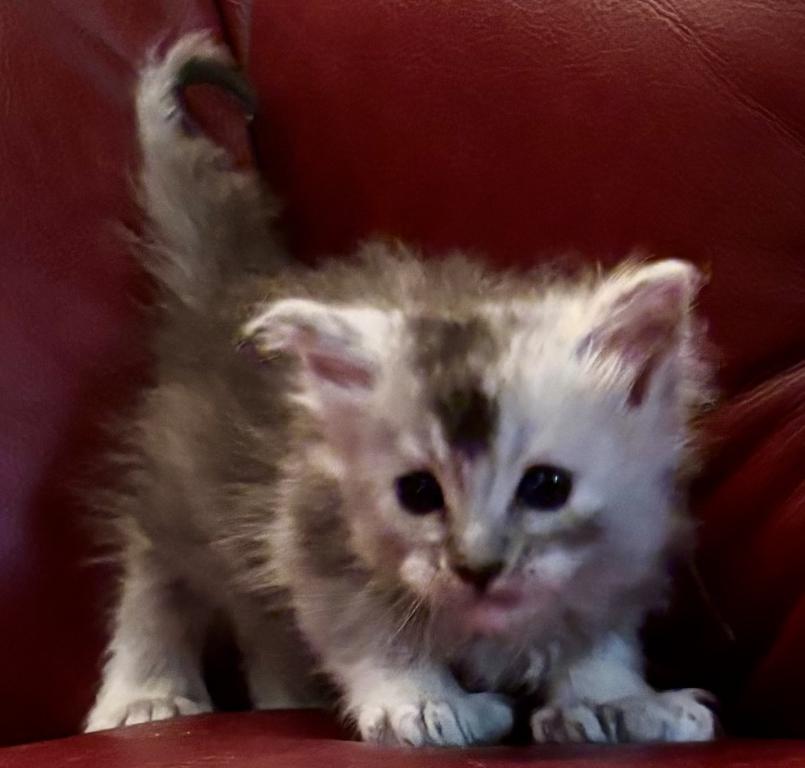 Maine Coon Kittens photo 6