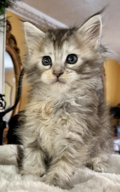 Maine Coon Kittens photo 4