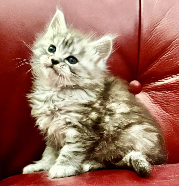 Maine Coon Kittens photo 1