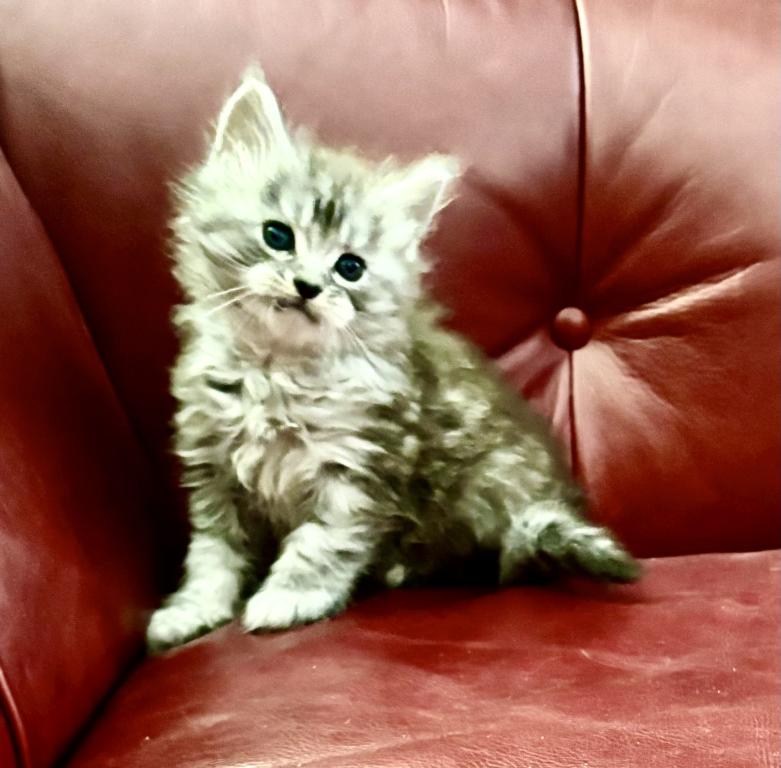 Maine Coon Kittens photo 3