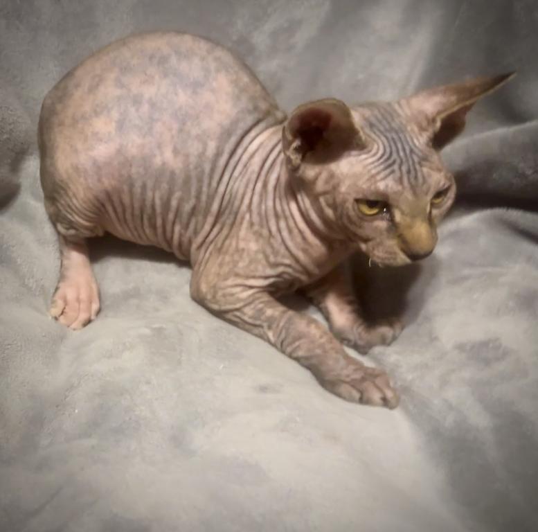 Unique Marble Skin Female photo 3