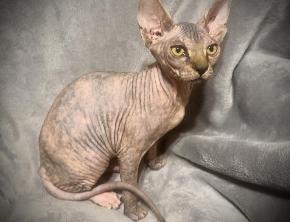 Unique Marble Skin Female photo 4