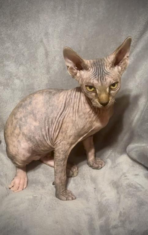 Unique Marble Skin Female photo 2