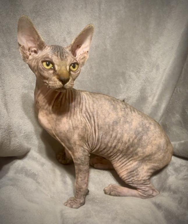 Unique Marble Skin Female photo 1